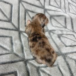 Cream Brindle Dapple Longhair Boy 5000 - Dapple male Dachshund puppy in Pauls Valley, Oklahoma from Simply Happy Dachshunds