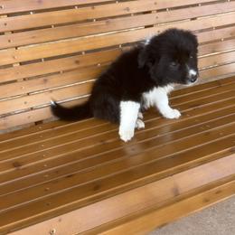 Border Collie Puppies from SoCal/Promise Land Border Collies