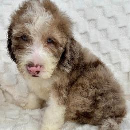 REESE - Merle female Goldendoodle puppy in Maricopa, Arizona from AZ Designer Goldendoodles