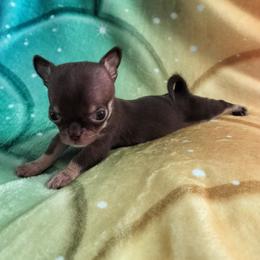 Akc Flynn - Chocolate and tan male Chihuahua puppy in Cedarville, Ohio from Evereve Kennels