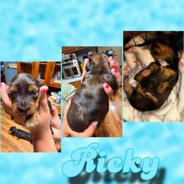 Ricky - Red male Dachshund puppy in Brazil, Indiana from King Duke Dachshunds