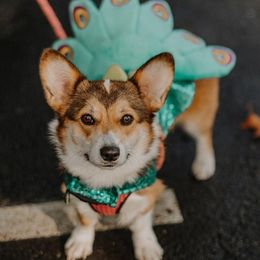 Penelope - Pembroke Welsh Corgi