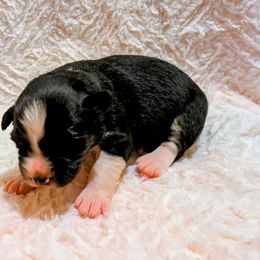 Pekoe - Black tri-color female Australian Shepherd puppy in California from Skiba Aussies
