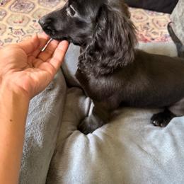 Maisy - Black female Dachshund puppy in Magnolia, Texas from Carrie’s Countryside Dachshunds