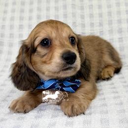 Alfie Long Hair Shaded Cream - Cream male Dachshund puppy in South Easton, Massachusetts from Depot Dachsies
