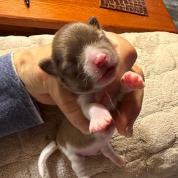 Brown and white long coat male - Fawn and white male Chihuahua puppy in Summerfield, Florida from Uey’s Chihuahuas