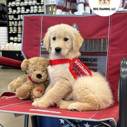 Golden Retriever Puppies from Glimmer Goldens