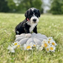 Goldendoodle Puppies from Daisys Doods