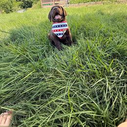 Bean - Chocolate male Labrador Retriever puppy in Angola, Indiana from Reniers Labrador Retrievers
