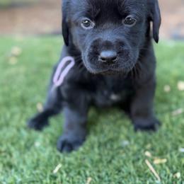 Lavender - Black female Labrador Retriever puppy in Paulden, Arizona from Carefree Samoyeds & Deserthills Labradors
