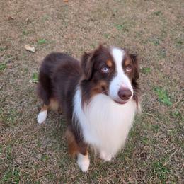 Söze (So-say) - Red tri-color male Miniature American Shepherd puppy in Statesboro, Georgia from Azure Miniature American Shepherds