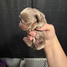 Akc Isabella and tan female - Fawn (isabella) and tan female Dachshund puppy in Erie, Michigan from Champagne’s Grinch Toe’d Dachshunds