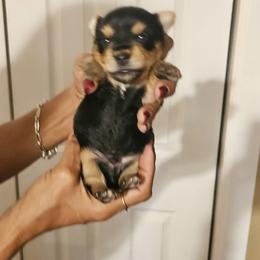 Boy 3 - Black and tan male Yorkshire Terrier puppy in Hilluard, Ohio from BR’s Yorkshire Terriers