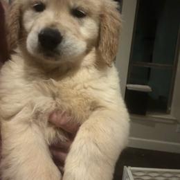 Green - Light golden male Golden Retriever puppy in Norman, Oklahoma from Golden Kiss Retrievers