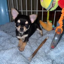 Licorice 8,000 - Black and tan female Chihuahua puppy in Naples, Florida from Naples Tiny Dogs