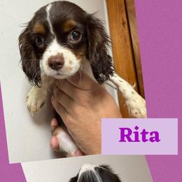 Rita - Chocolate female Cavalier King Charles Spaniel puppy in Spring Hill, Florida from Wonderland Cavaliers