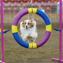 Australian Shepherd All Grown Up from Petrichor Australian Shepherds