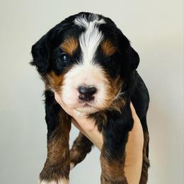 Mocha - Tri-color female Bernedoodle puppy in Auburn, Indiana from Martin’s Doodles
