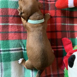 Dachshund Puppies from Cajun Low Riderz