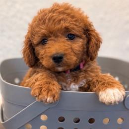 Stella - Red female Cavapoo puppy in Tolono, Illinois from The Golden Rule Doodles and Poos