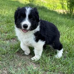 Buckwheat - Black male Border Collie puppy in Erwin, North Carolina from Herd That Farms