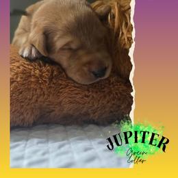 Green Collar - Jupiter - Yellow male Labrador Retriever puppy in Sumerduck, Virginia from Cedar Mountain Retrievers
