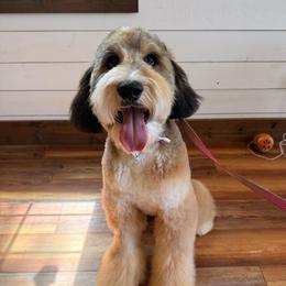 Atlas - Sable male Bernedoodle puppy in Fort Meade, Florida from Baldwin Dood Ranch