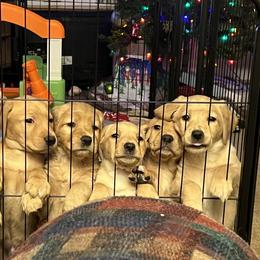Labrador Retriever Puppies from Sun Ridge Labradors