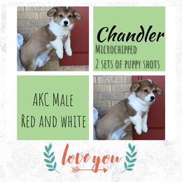 Boy 3 - White and red Pembroke Welsh Corgi puppy in Athens, Alabama from Southern Sass Corgis