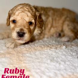 Ruby - Red  female Goldendoodle puppy in Beecher, Illinois from Erica’s Doodles