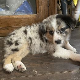 Australian Cattle Dog, Australian Shepherd, Companion Cross, and Miniature Australian Shepherd Puppies from MK Aussies