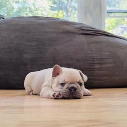 Lemon Loaf - Fawn and white female French Bulldog puppy in Edmonds, Washington from Matra French Bulldogs