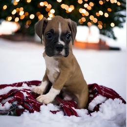 Boxer Puppies from Kristi Kenny