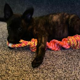 Dutch Shepherd Puppies from TecK9s