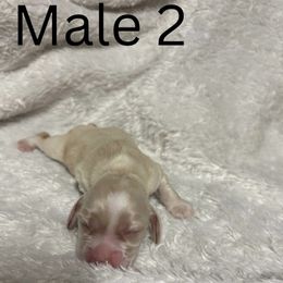 Boy 2 - Golden male Cocker Spaniel puppy in Phil Campbell, Alabama from Clark’s Cocker Spaniels