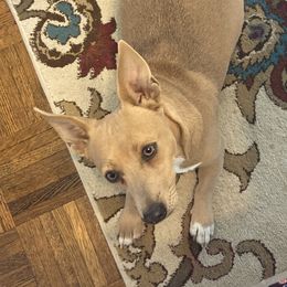 Tracy Myrtle - Teddy Roosevelt Terrier