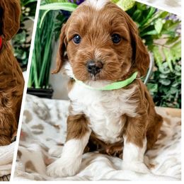 George Jones - Red  male Goldendoodle puppy in Pleasant Grove, Utah from Destination Doodles