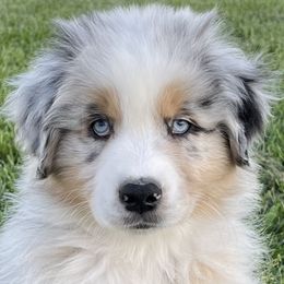 Boy 3 - Australian Shepherd puppy in Jonesborough, Tennessee from Lotus Australian Shepherds