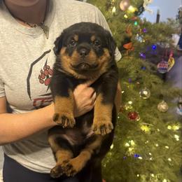 Teddy - Black and mahogany male Rottweiler puppy in Grass Valley, California from Rottweiler vom Hause Wolf