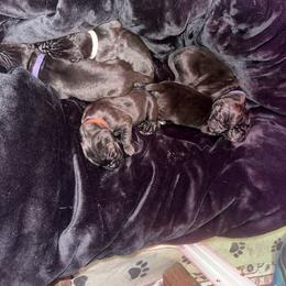 Girl 4 - Black female Great Dane puppy in Luling, Texas from Pegasus Great Danes