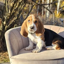 Green collar 'Nightshade' - Black brown and white male Basset Hound puppy in Valley, Washington from Peaceful Valley Paws