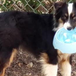 Miniature Australian Shepherds and Toy Australian Shepherds from Halfpint Aussies