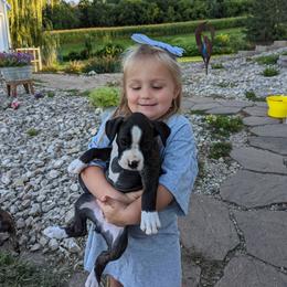 Boxer Puppies from Balltown Boxers
