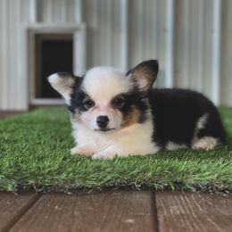 American Corgi, Pembroke Welsh Corgi, and Yorkshire Terrier Puppies from Ingram's Corgis & Yorkies