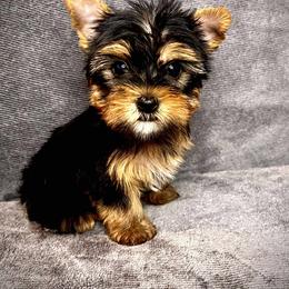 German Shepherds and Yorkshire Terriers from CISCOK9