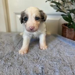 Shell - White and blue merle female Bordoodle puppy in Valley Center, California from Circle R Valley Bordoodls