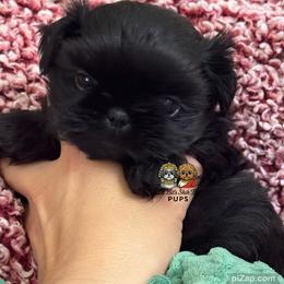 Royce - Black male Shih Tzu puppy in Walkertown, North Carolina from Lil’ Bit’s Shih Tzu