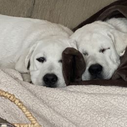 Labrador Retriever Puppies from Serenity Labradors