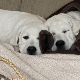Labrador Retriever Puppies from Serenity Labradors