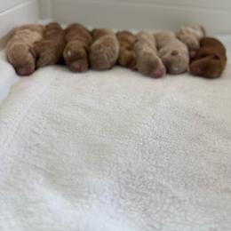 Boy 1 - Red  male Goldendoodle puppy in Gilbert, Arizona from Sunny Doodles